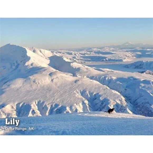 White Elephant Gag Gift Calendar - Picture 5 of 8